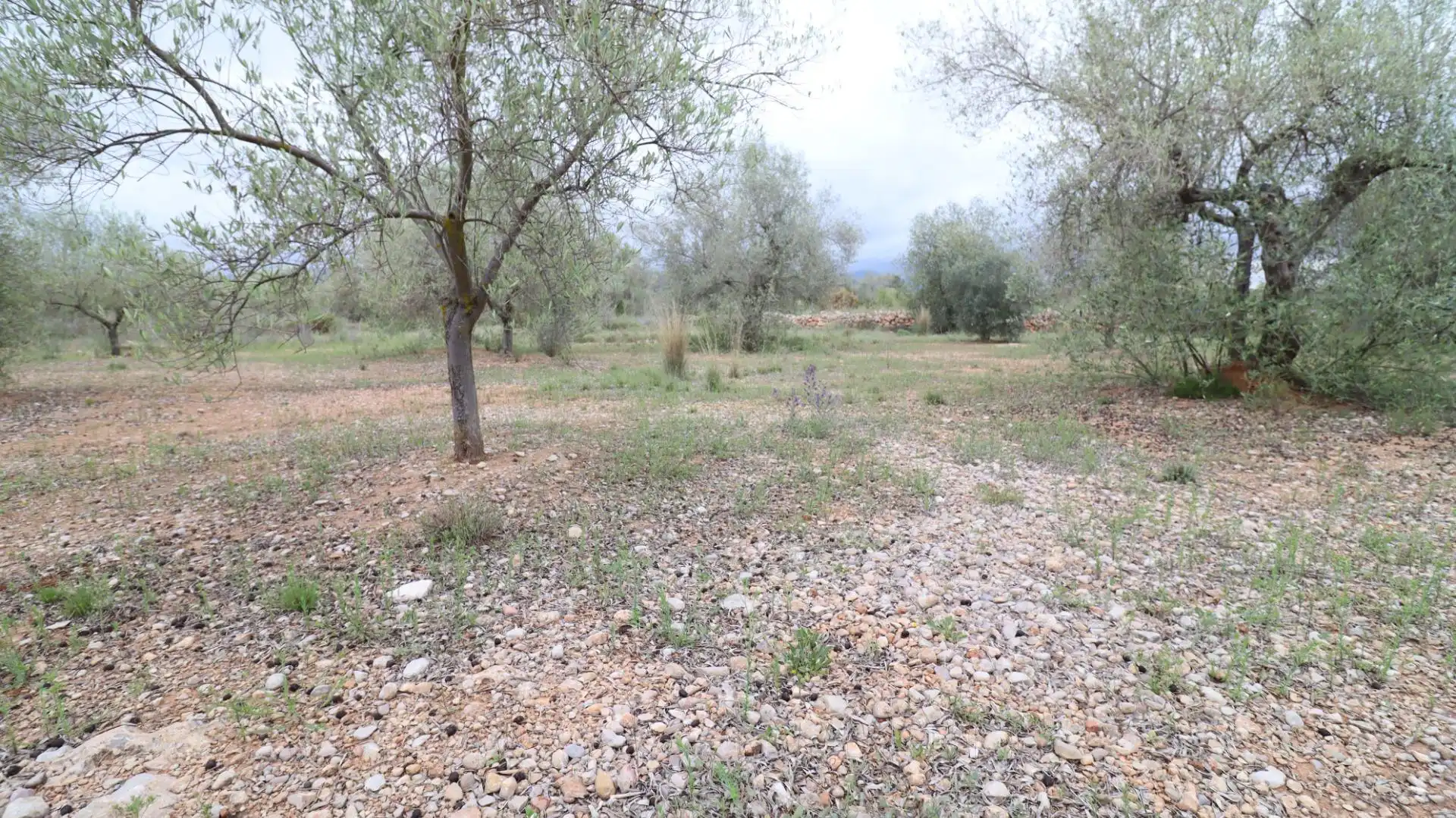 Terreny rústic en venda a Ulldecona, imagen 14