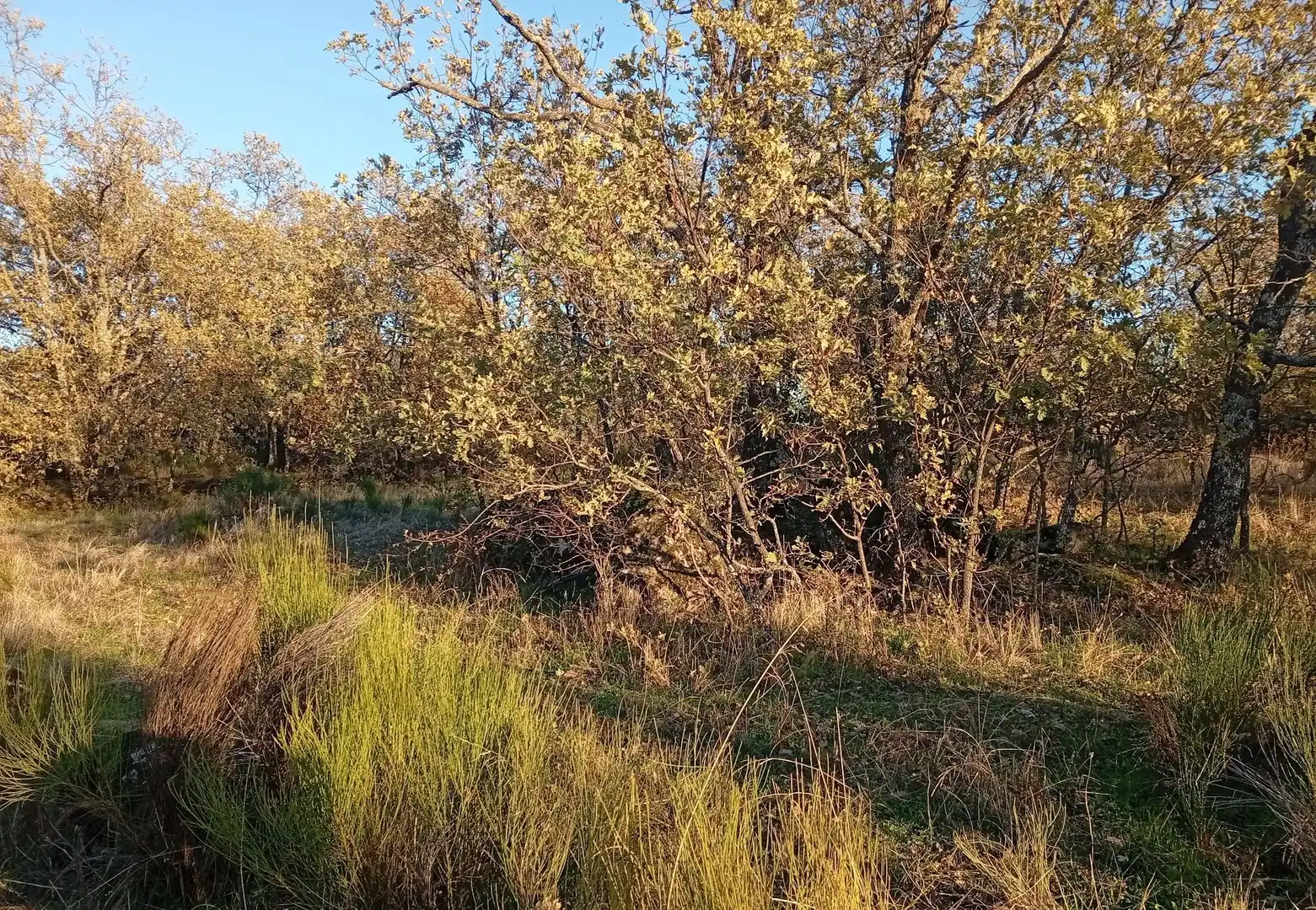 Terreni e lotti in vendita a Viandar de la Vera, imagen 38