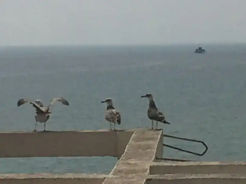Pis per a compartir en Carretera de Cádiz