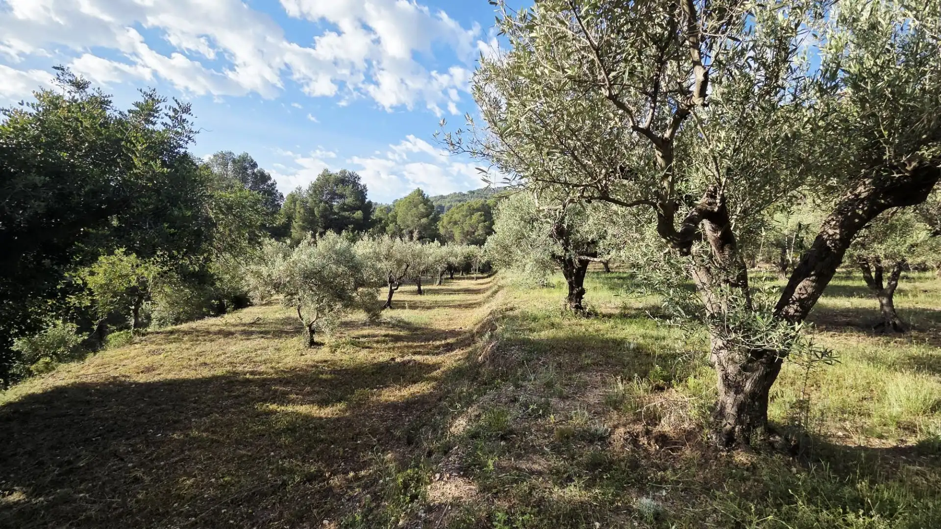 Grundstücke und Bauplätze zum Verkauf in El Castell de Guadalest, imagen 20