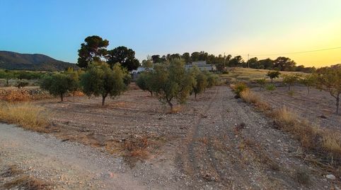 Parcela de suelo urbano de 971 m con olivos y posibilidad de construcción entre Abanilla y Jumilla, immagine 2