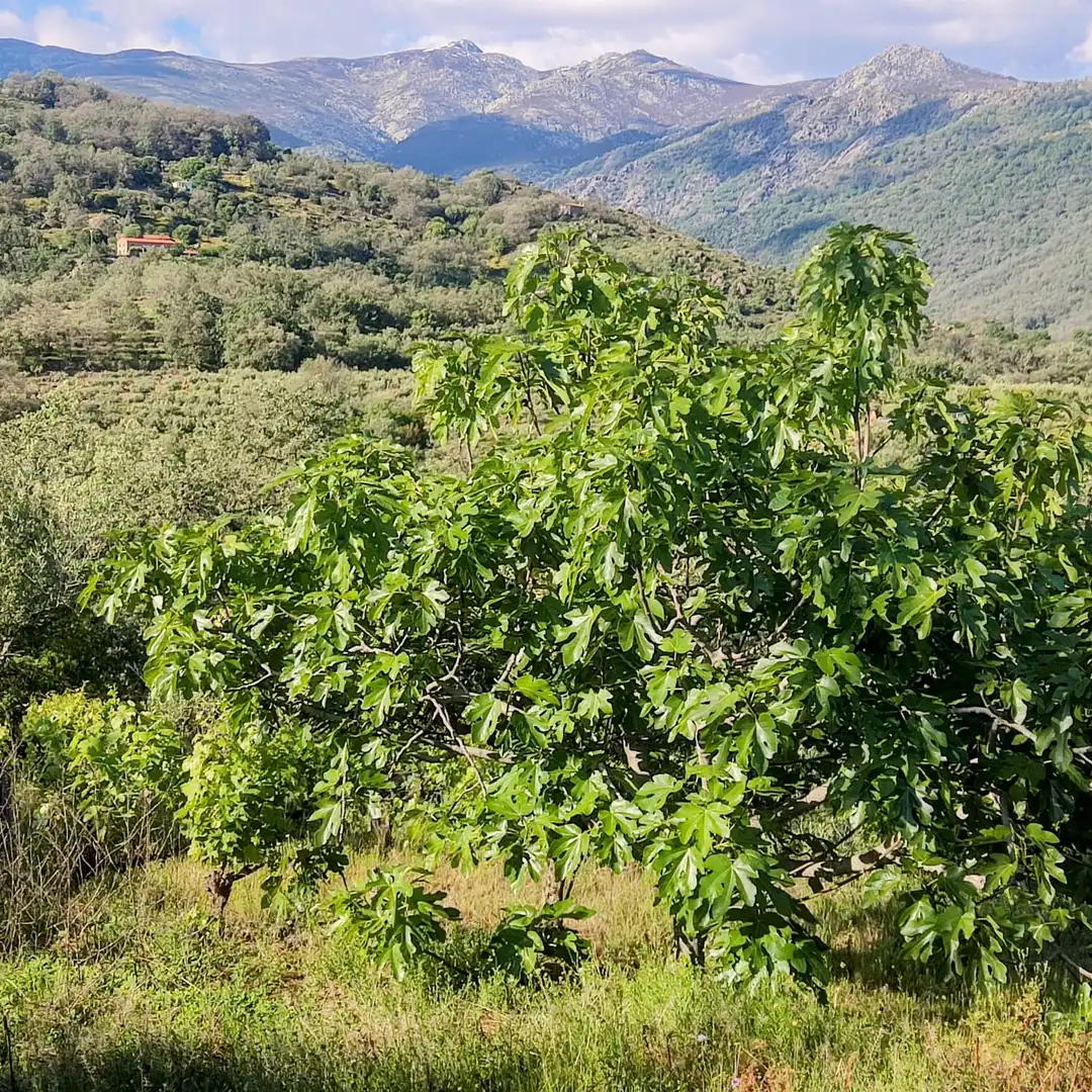 Terreni e lotti in vendita a Losar de la Vera, imagen 6