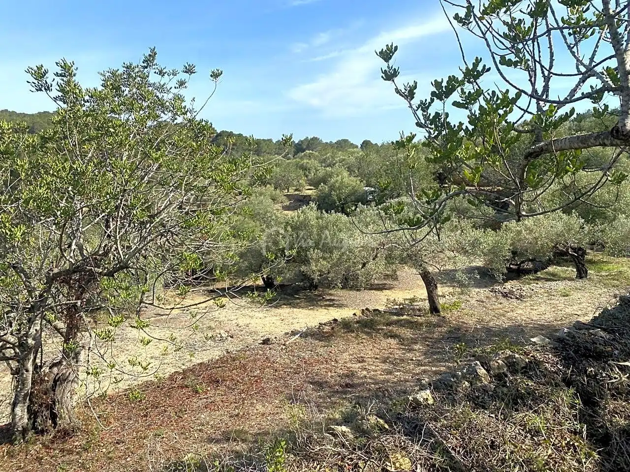 Terreno rustico in vendita a Puig Moltó, imagen 11