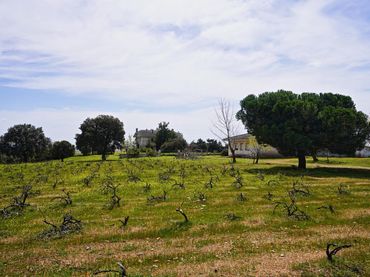 Residential land for sale in Topas