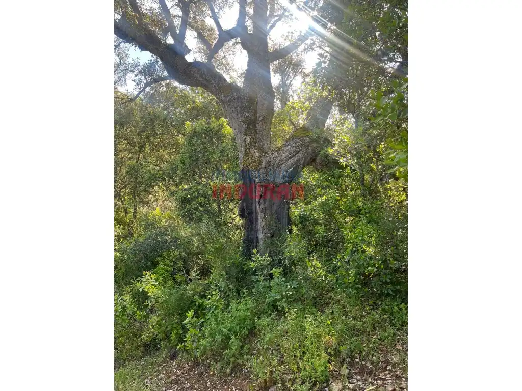 Country homes for sale in Castañar de Ibor