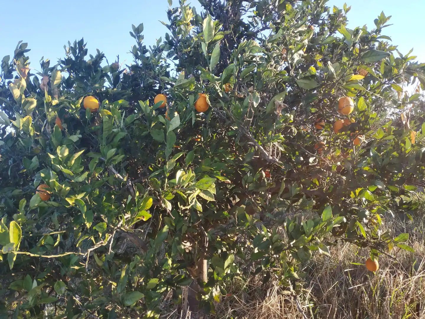 Land for sale in Polígono Número 18, 4, Albalat de la Ribera