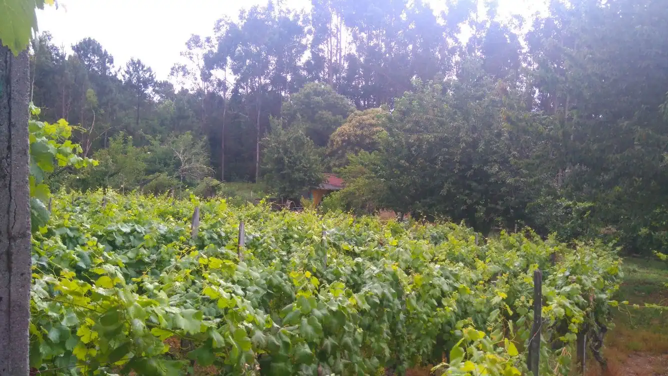 Residential land for sale in O Carballiño, imagen 6
