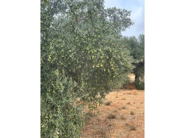 Terreno en Venta en Jaén, 1 en Arenas del Rey