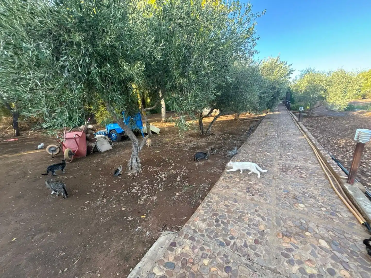Residencial en venda a Malagón