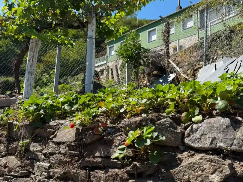 Jardí de Finca rústica en venda en Navia de Suarna, Lugo
