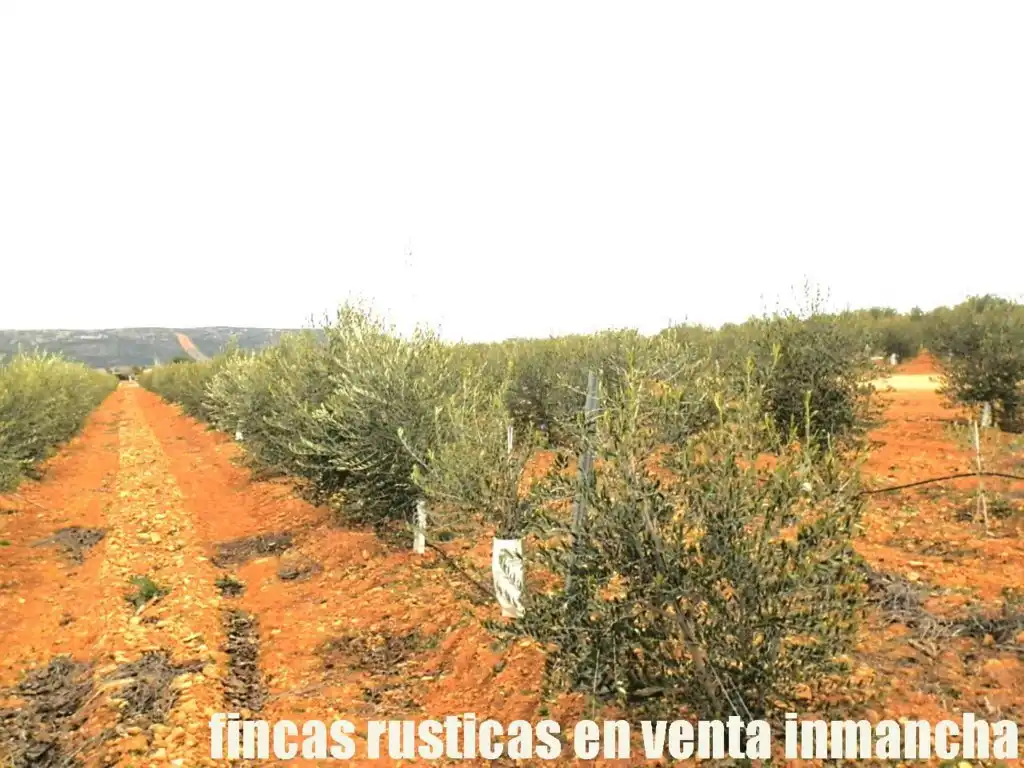 Rural land for sale in Valdepeñas, imagen 11