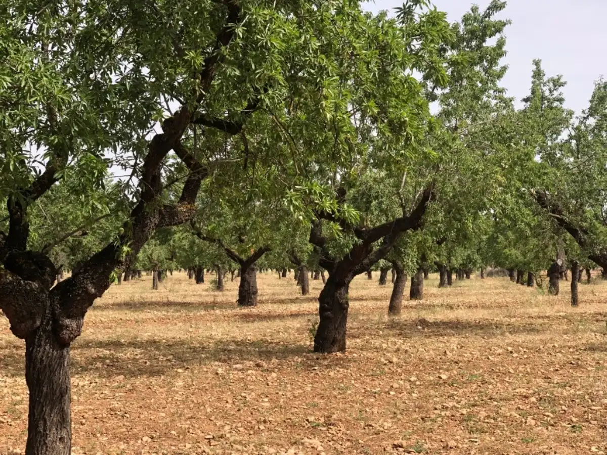 Rural land for sale in Horta de Sant Joan