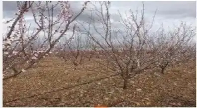 Terreno rustico in vendita a Alfamén, imagen 2