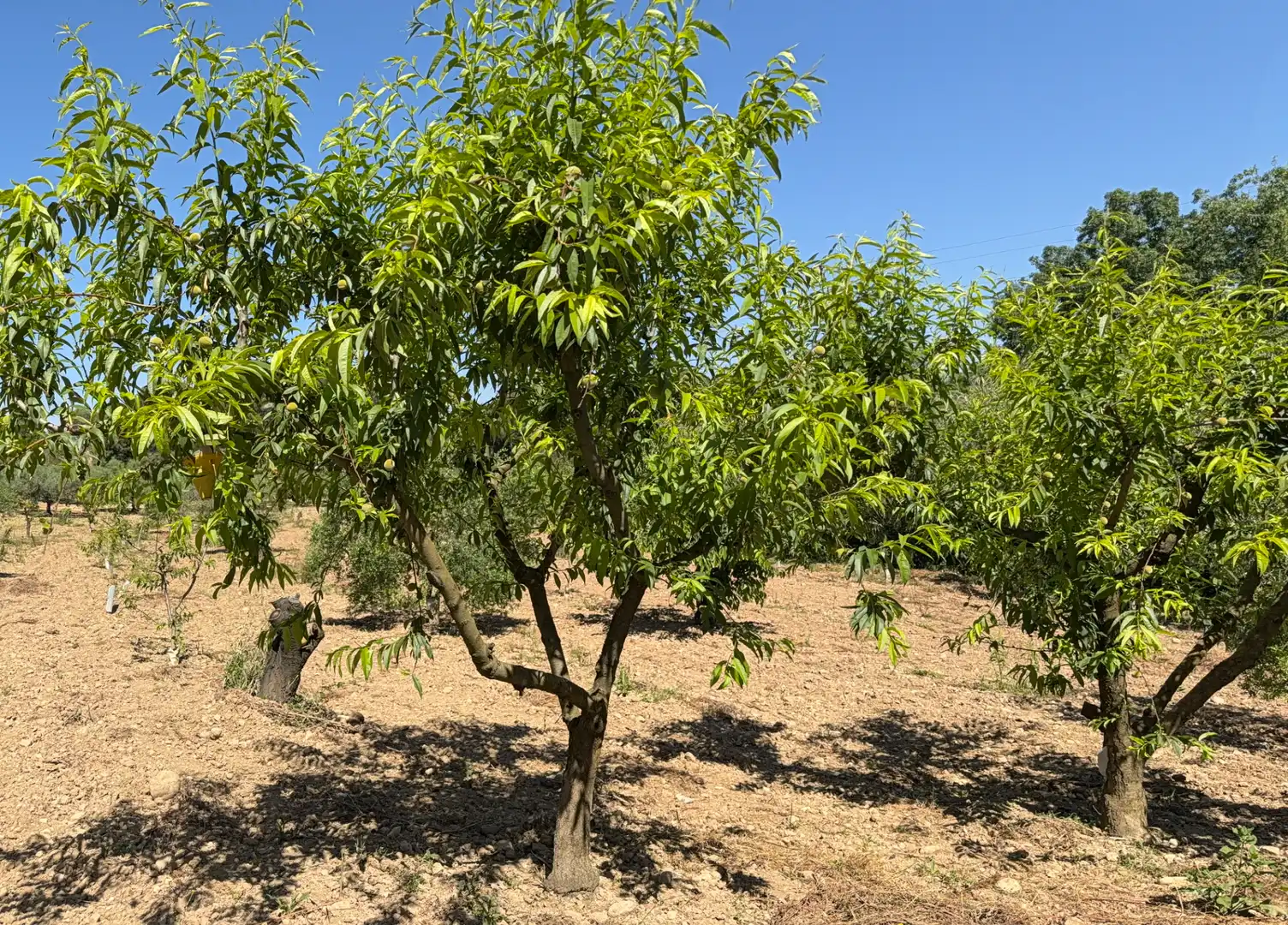 Rustikales Grundstück zum Verkauf in Camí del Cementiri 97, imagen 13