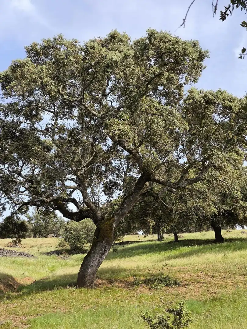 Rural land for sale in Fuente Obejuna, imagen 5
