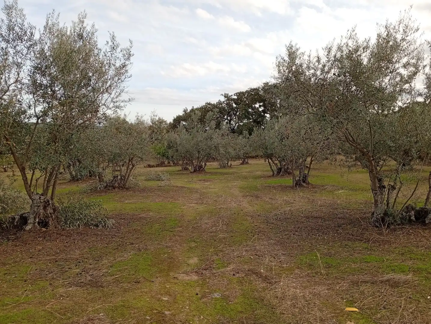 Terreni e lotti in vendita a Villanueva de la Vera, imagen 27