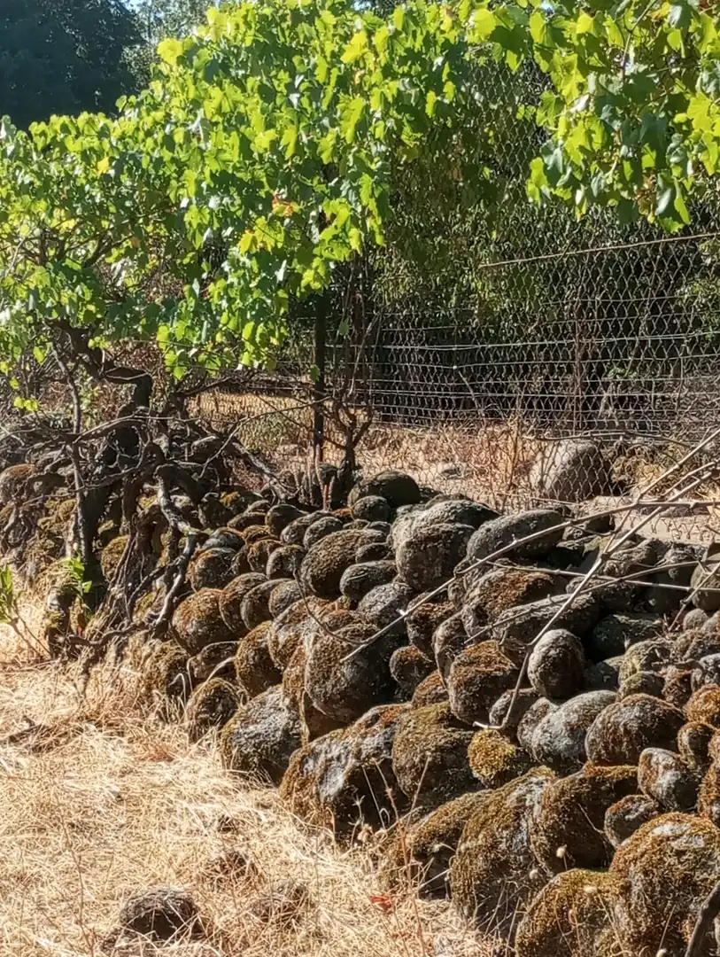 Terreni e lotti in vendita a Candeleda, imagen 19