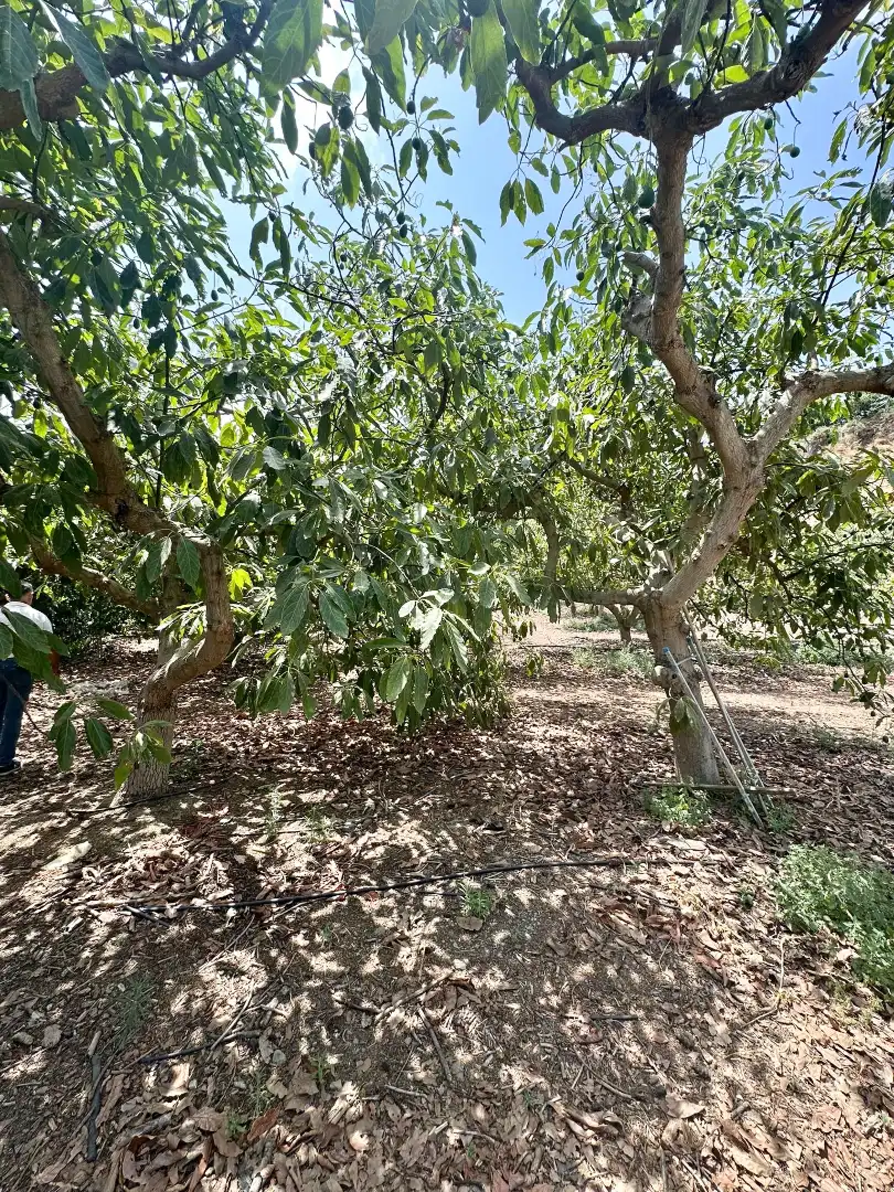 Country homes for sale in Benamocarra  with Private garden, Storage room and Swimming Pool