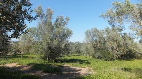 Foto 5 de Finca rústica en venda a Grau - Quintanes, Tarragona