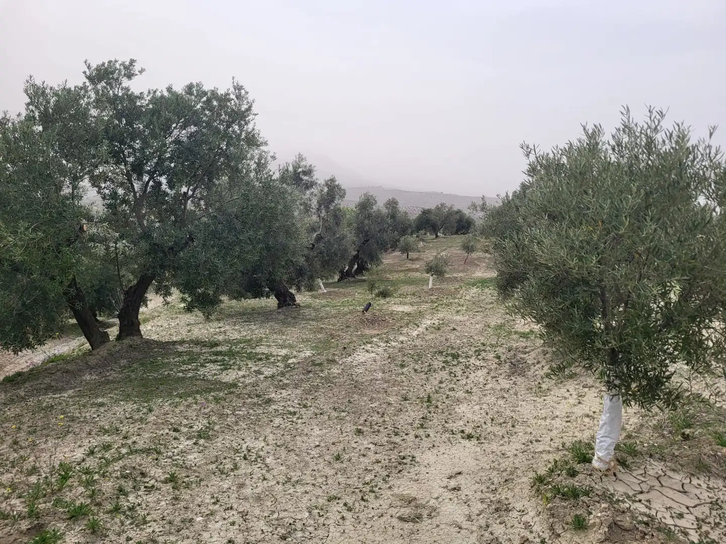 Rustikales Grundstück zum Verkauf in Güevéjar, imagen 5