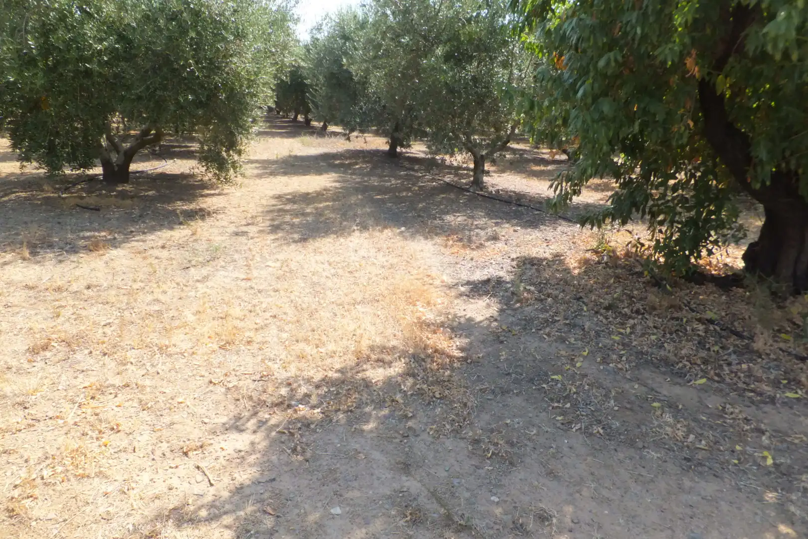 Terreno rústico en venta en Vial Camino, imagen 24