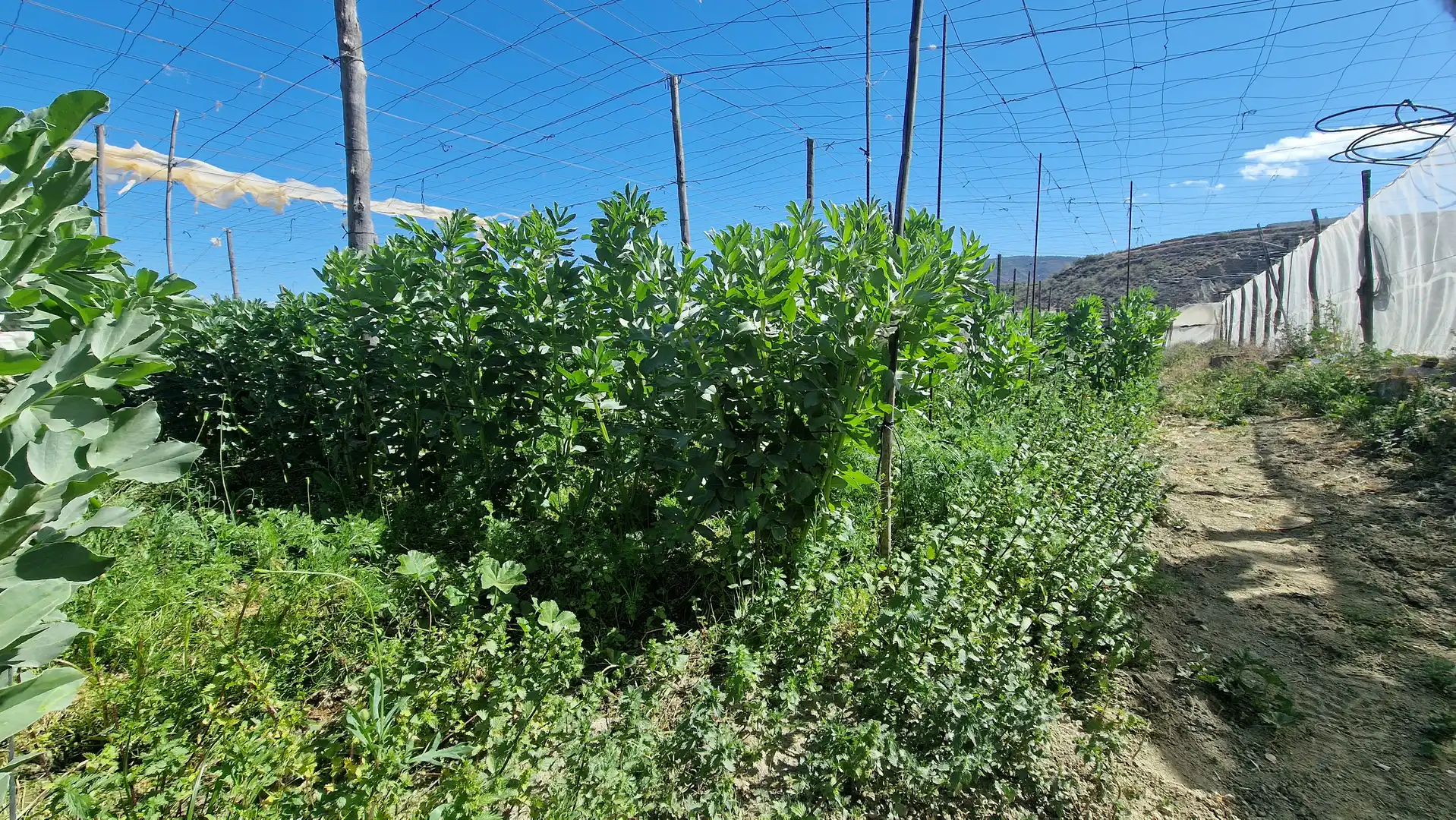 Finca rústica en venda en Canjáyar amb Jardí privat, Terrassa i Traster