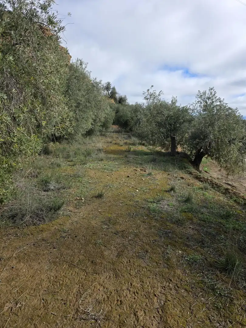Rustikales Grundstück zum Verkauf in Cortes y Graena, imagen 4