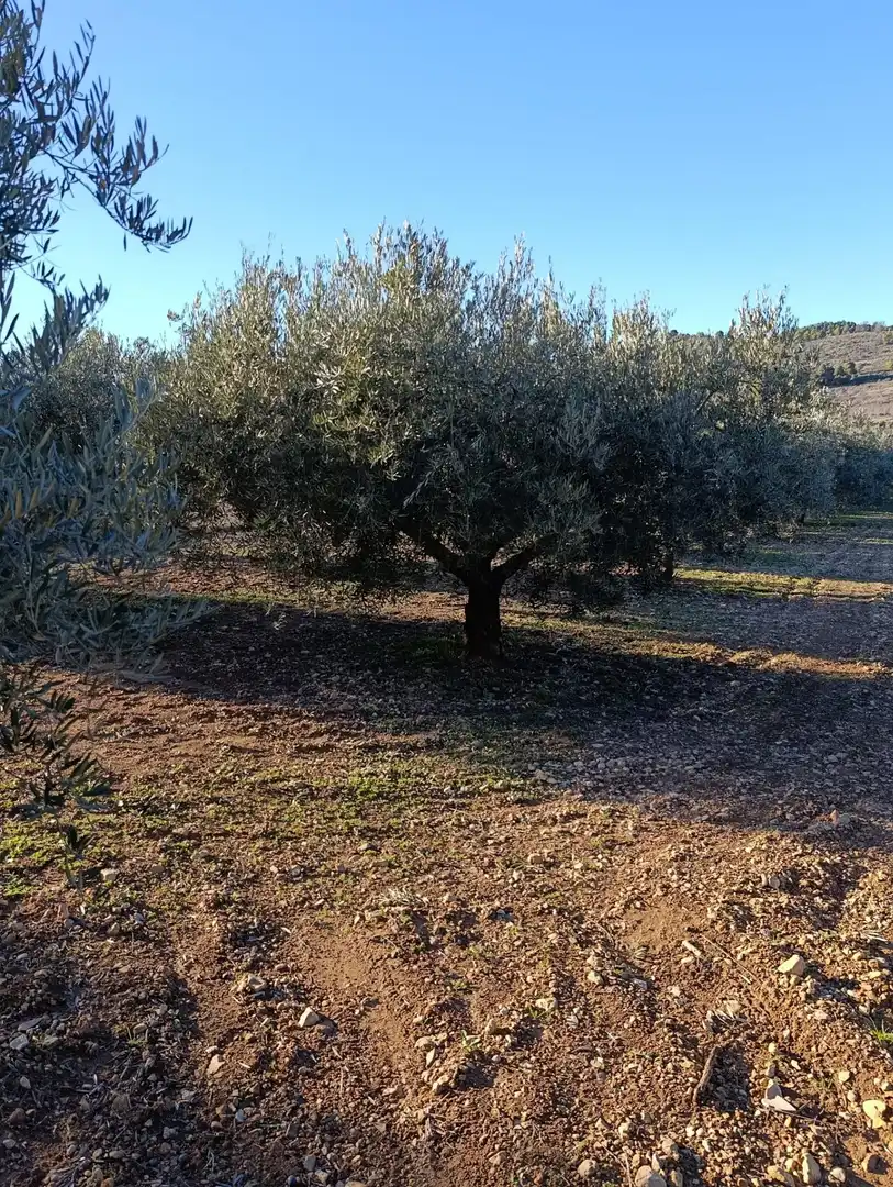 Terrenys i solars en venda a Bullas, imagen 7
