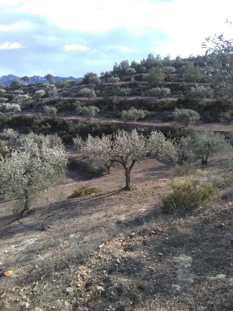 Garden of Country homes for sale in El Pinell de Brai