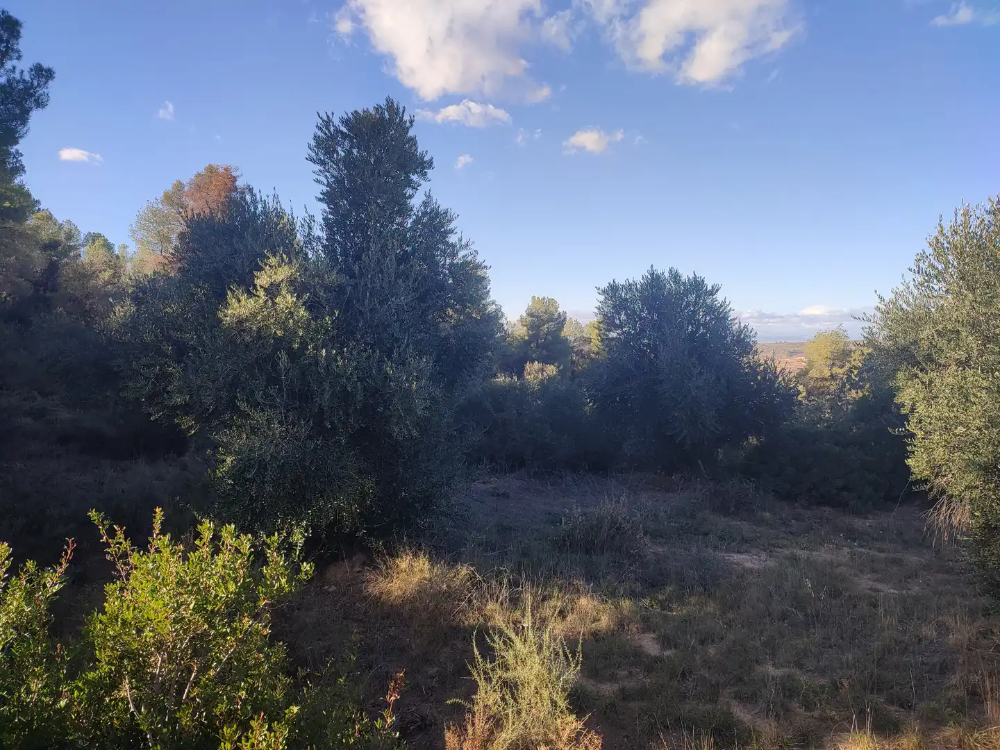 Terreno rústico en venta en Cervià de Les Garrigues, imagen 14