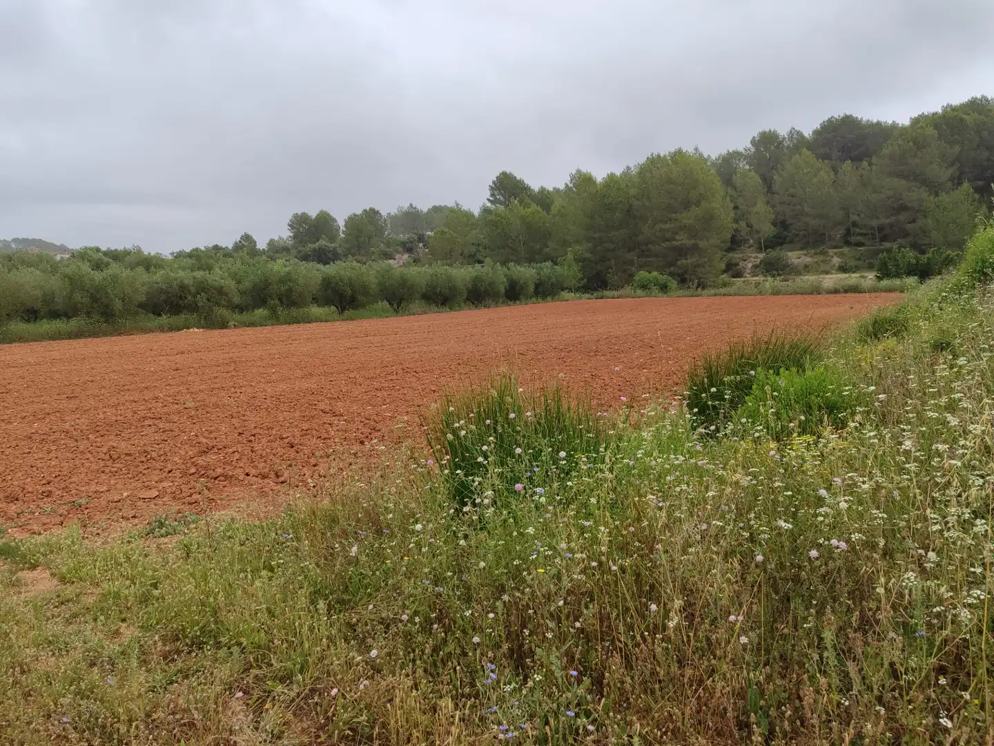 Rural land for sale in Benigànim