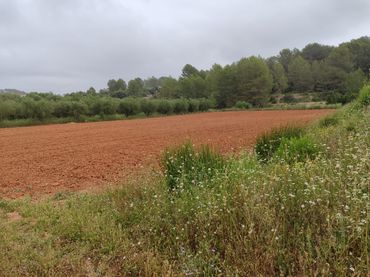 Rural land for sale in Benigànim