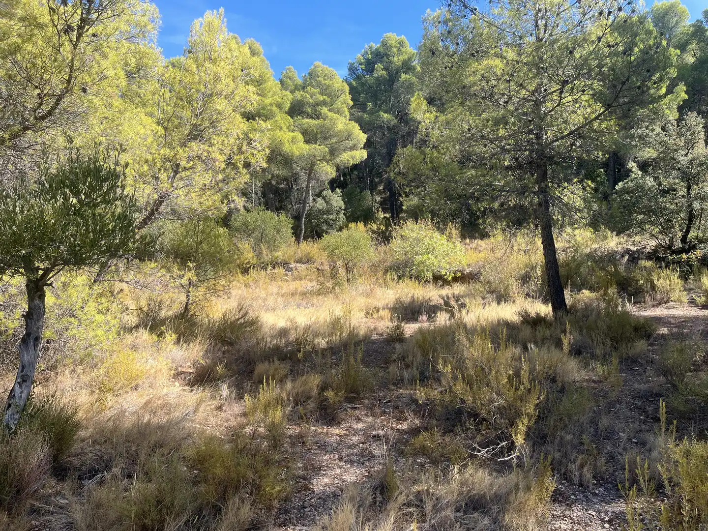 Finca rústica en venta en La Pobla de Cérvoles, Lleida