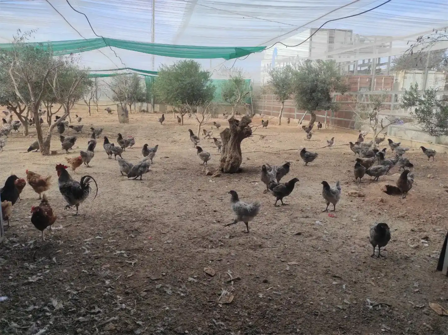 Jardí de Finca rústica en venda en San Pedro del Pinatar amb Aire condicionat