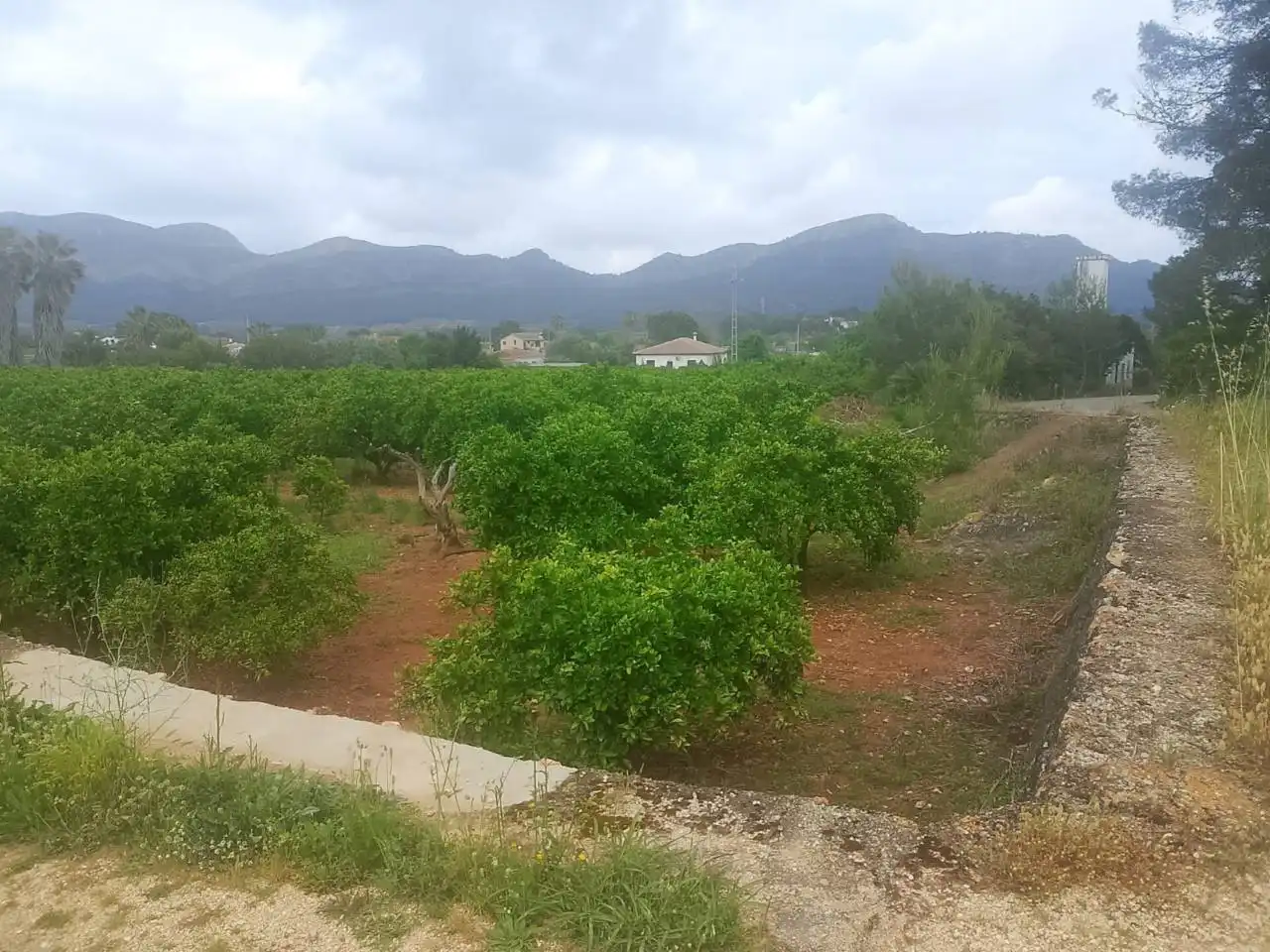 Terrain rustique à vendre à Calle Cami Rural Rotova, imagen 6