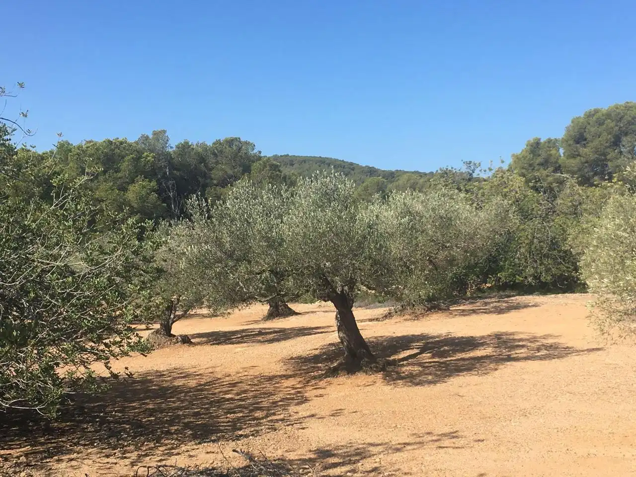 Terrenos y solares en venta en Estany Podrit, imagen 4