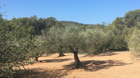 Finca rústica de 9 Hectáreas de olivos., imatge 4
