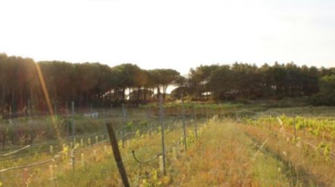 Foto 3 de Casa o chalet en venta en Mas Mora - Sant Daniel, Tordera