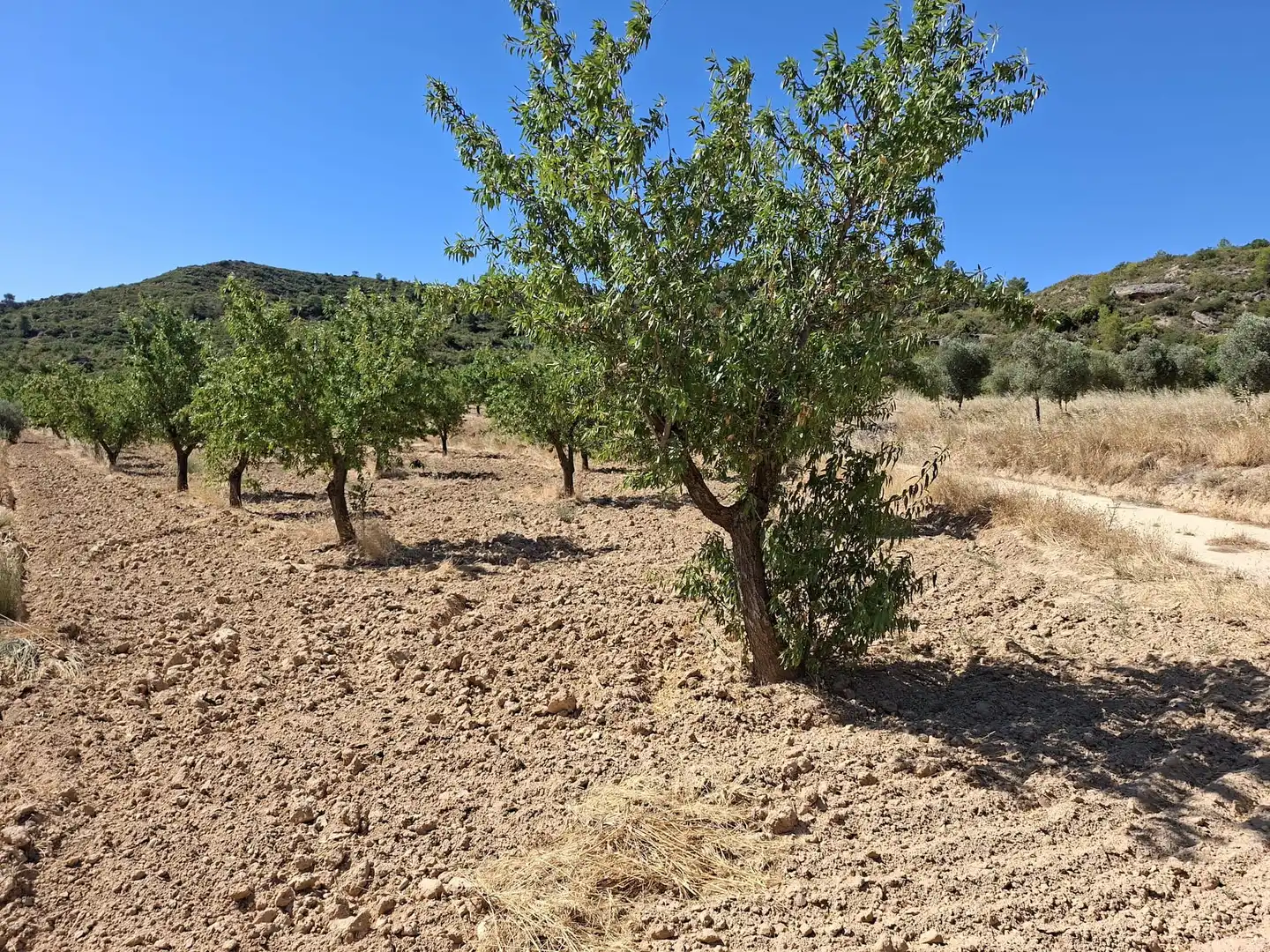 Terreno en venta en Maella