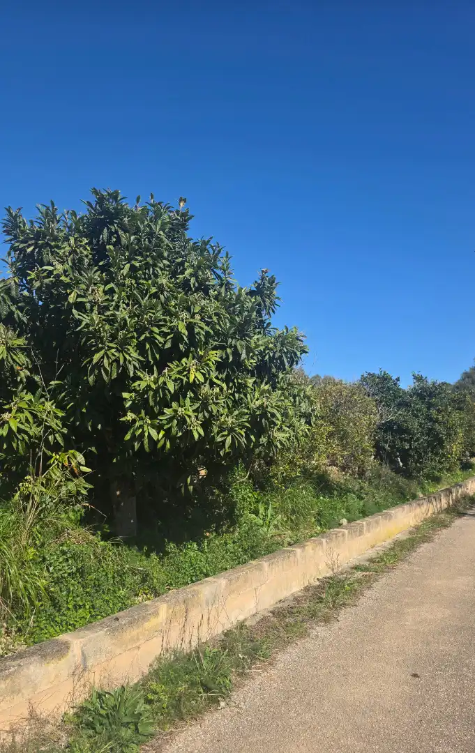 Land for sale in Manacor