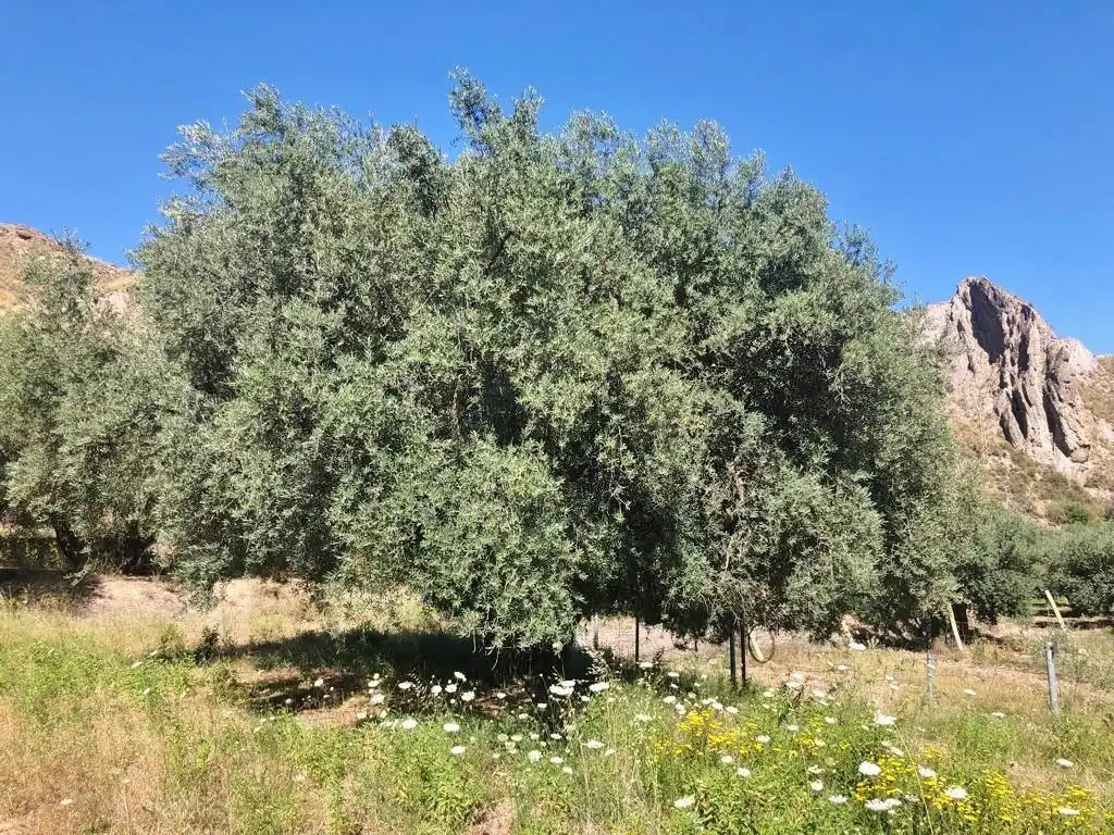 Terreni e lotti in vendita a Polígono Polígono 21 Parcela 10 EL CERRON UGIJAR (GRANADA, imagen 12