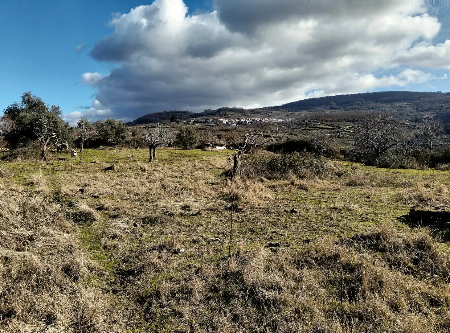 Terreno en venta en Casas del Castañar