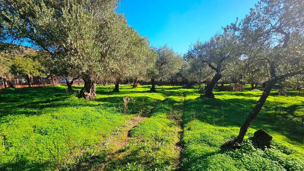 Terreno en venta en Higuera de la Sierra
