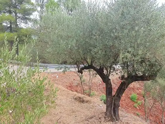 Maison à vendre à Benifallet, imagen 31