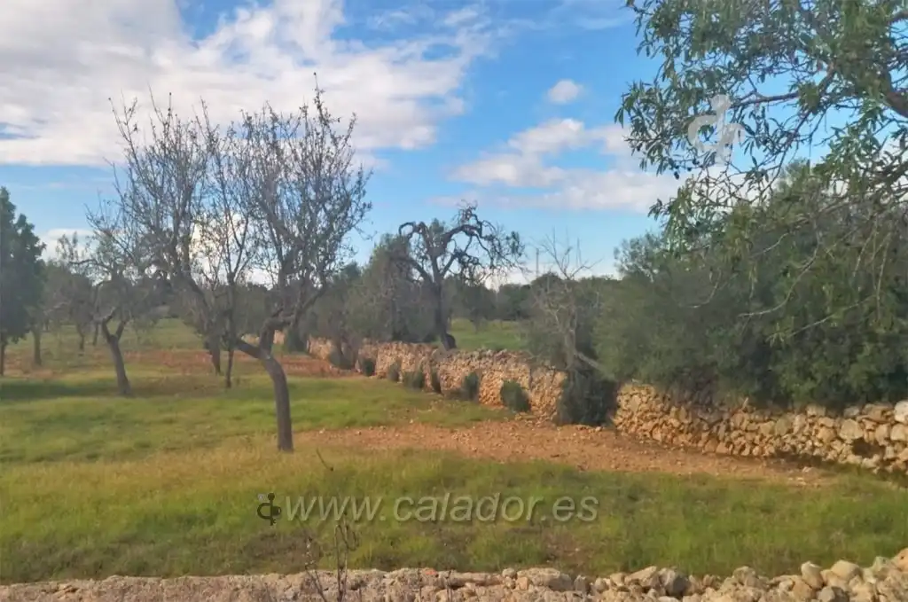 Land for sale in Felanitx