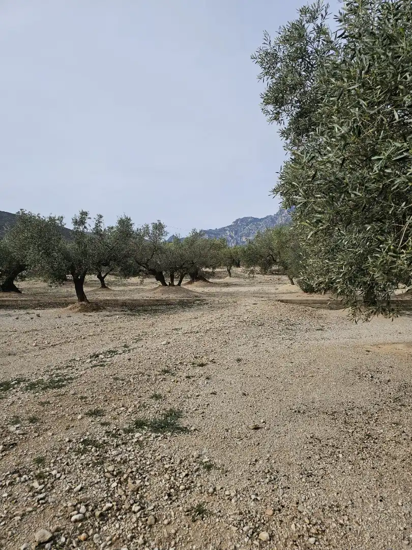 Rural land for sale in Roquetes, imagen 15