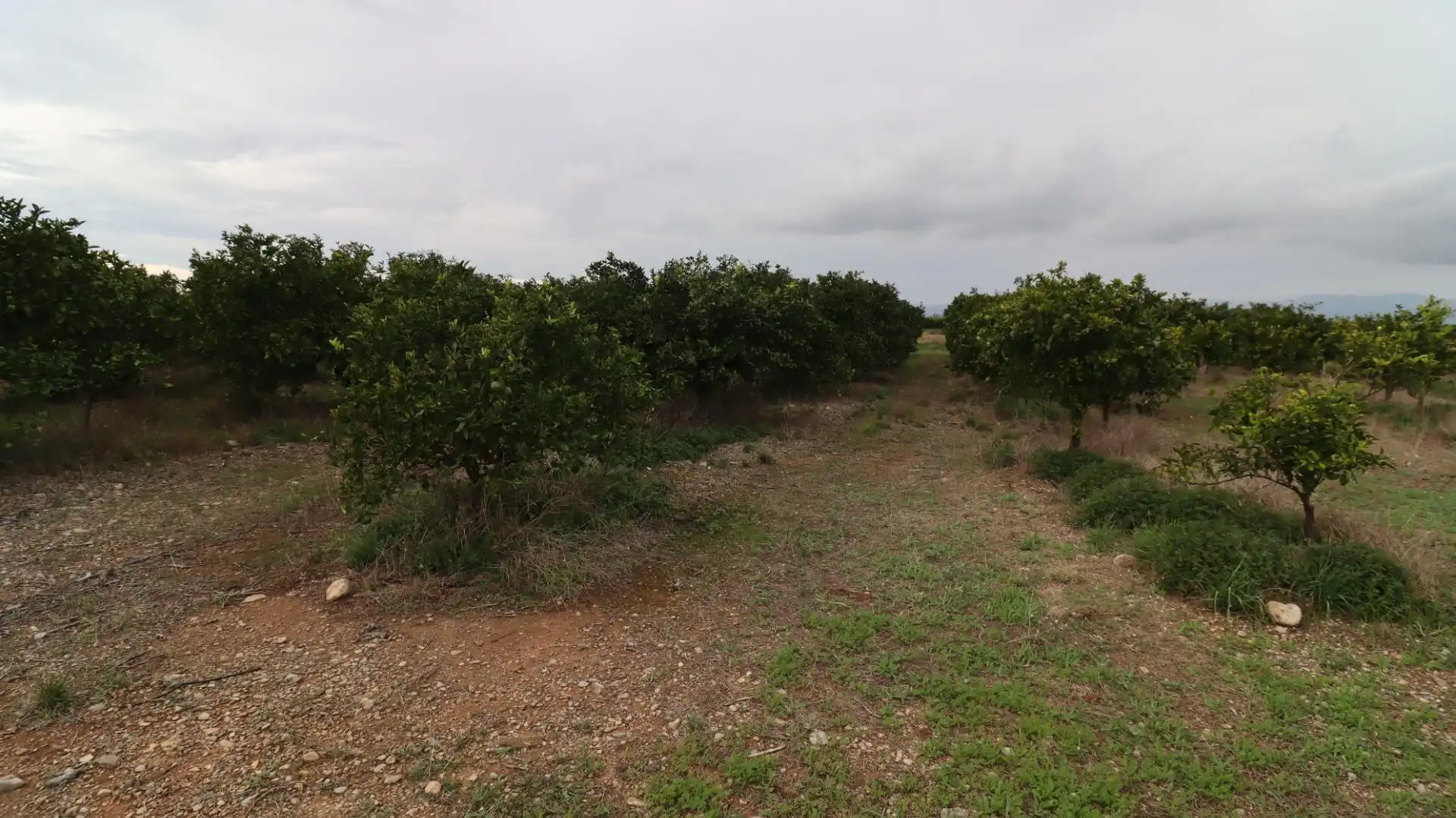 Terreno rustico in vendita a Partidas de interior - Zona Rústica, imagen 7