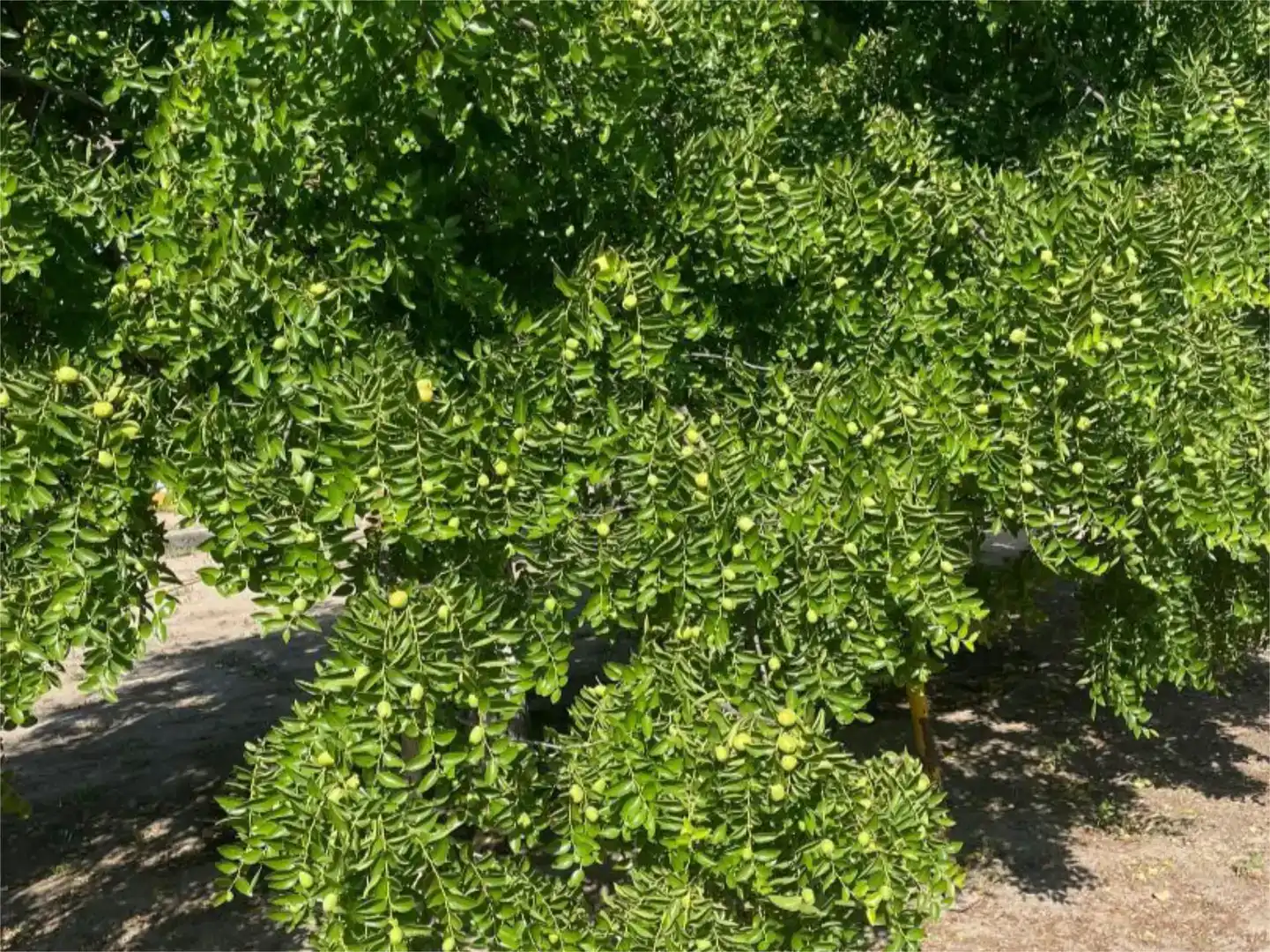 Jardín de Terreno en venta en Burujón