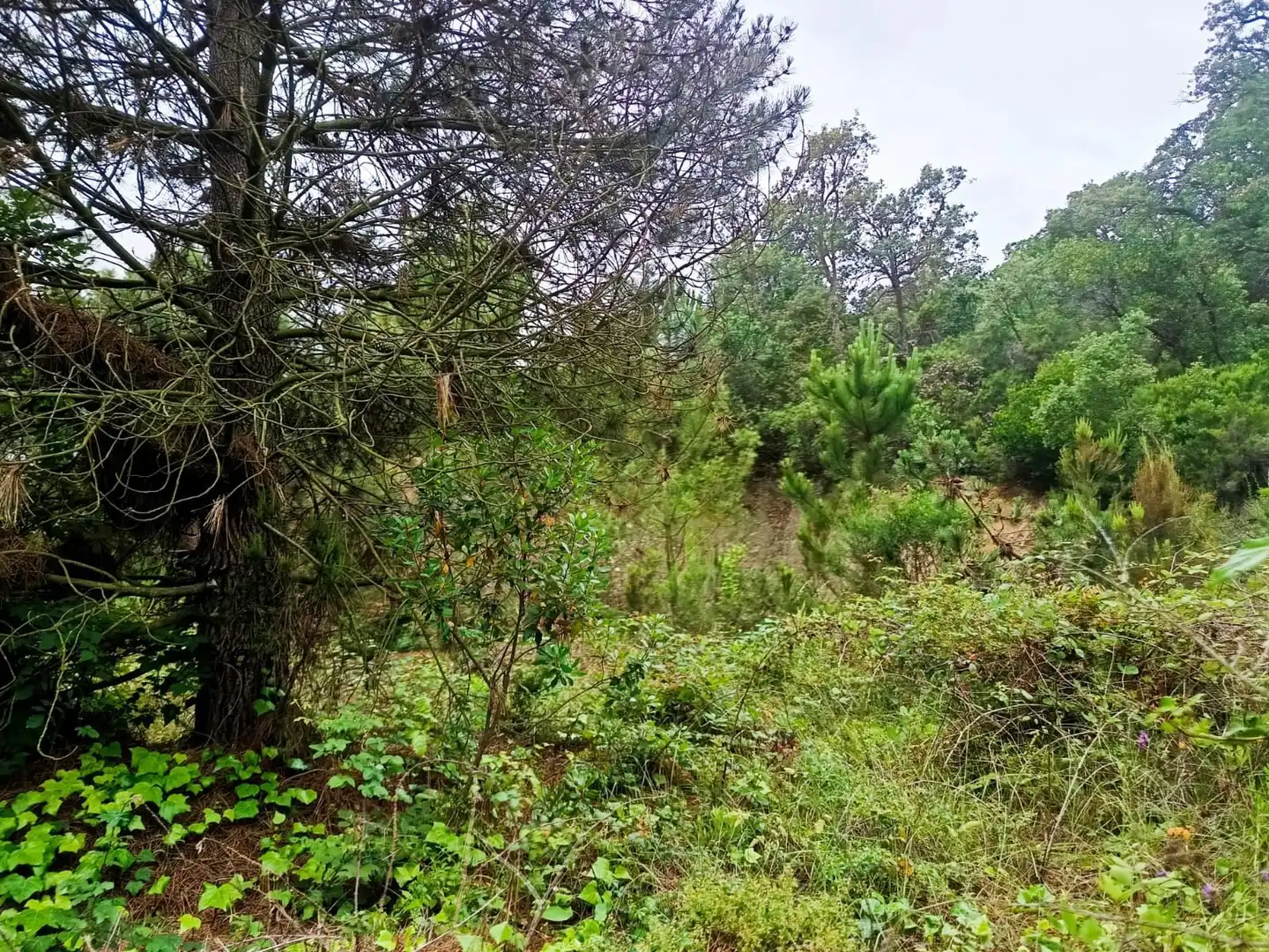 Lands and plots for sale in Llagostera, imagen 3