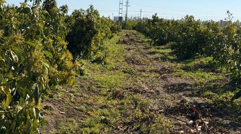 Oportunidad Agrícola: Huerto de Naranjos en Plena Producción – Polígono 1, Oliva, immagine 4